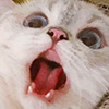 17220669532443.jpeg