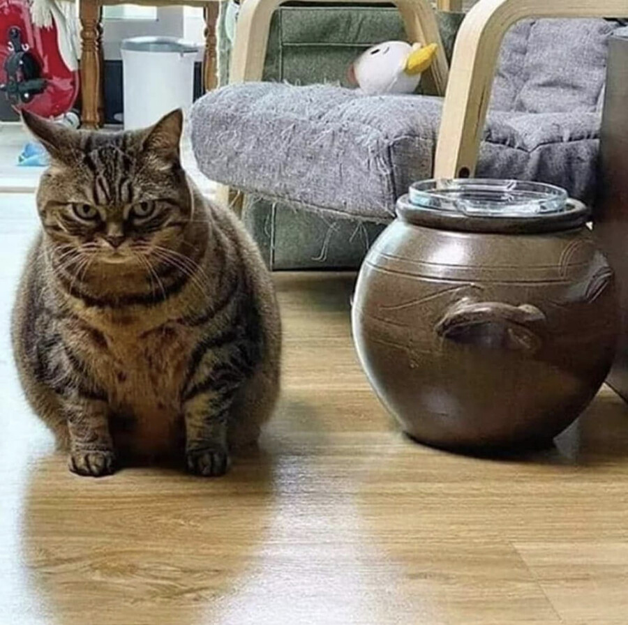17220670497661.jpeg