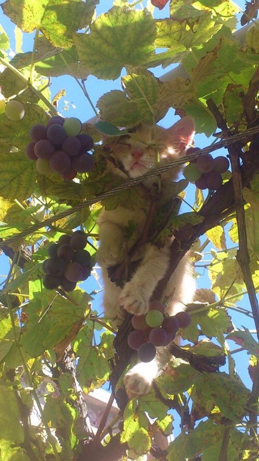 17220671758255.jpeg