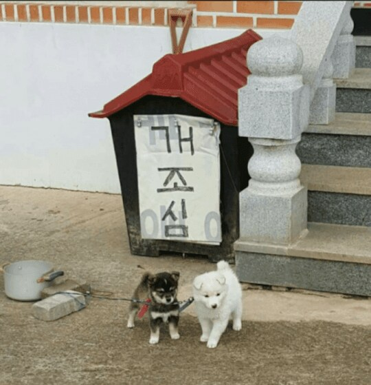 17220673662184.png