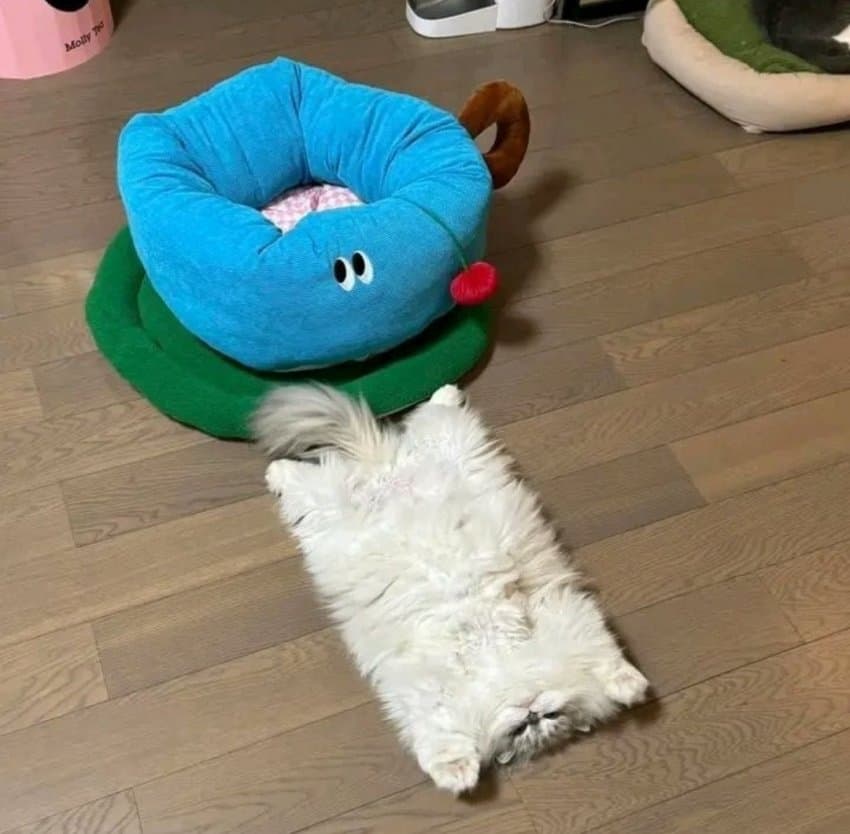 17220674074864.jpeg