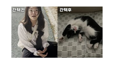길거리에서 간택후...가족까지 생겨버린 신분 상승한 고양이의 풀 스토리