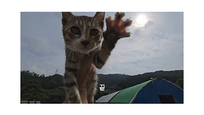 알짱대던 놈의 정체를 알았다