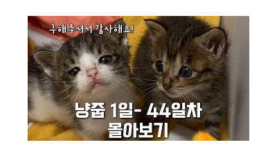 어미에게 버림 받은 아기 고양이 형제 구조 몰아보기