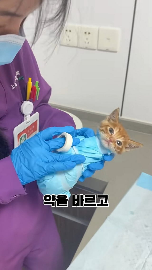 17312322850895.jpeg