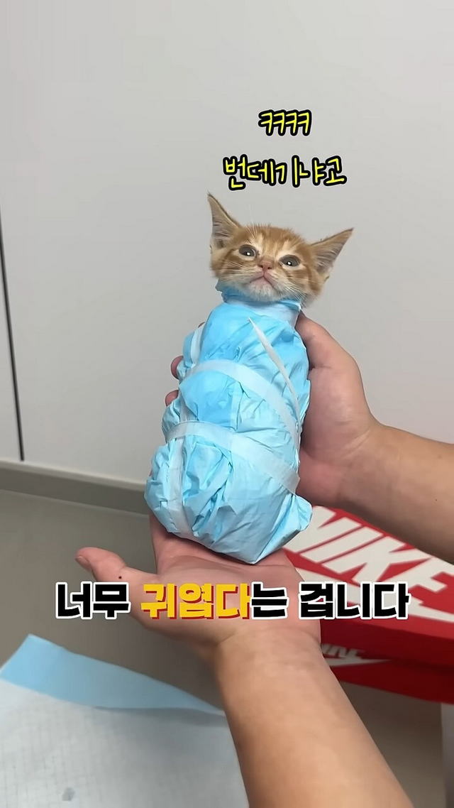 173123228526.jpeg