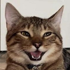 17382296710192.png