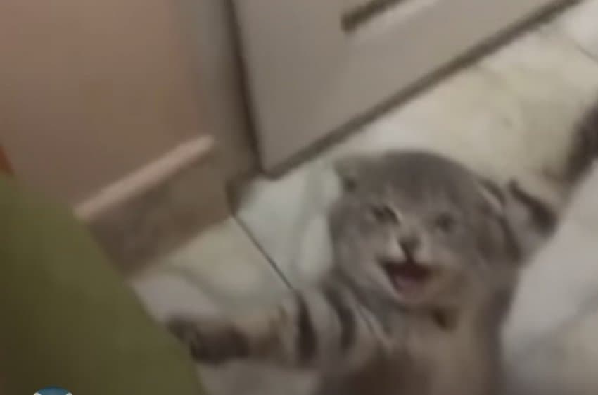 17390763249998.jpeg
