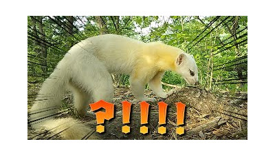 대박!!! 1년간 방치했던 카메라에 전설의 동물이 찍혔습니다..!!
