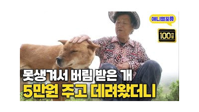 할머니가 단돈 5만원에 데려온 개, 알고보니 천재견이다! I KBS 반려동물극장 단짝 20150525 방송