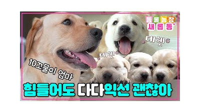[#새롭동물농장] 10 꼬물이들의 엄마가 된 다다의 육아 라이프???? 육아에 지친 다다를 위한 특별 케어까지~✨ / EP.1222 #TV동물농장 #AnimalFarm #SBSstory
